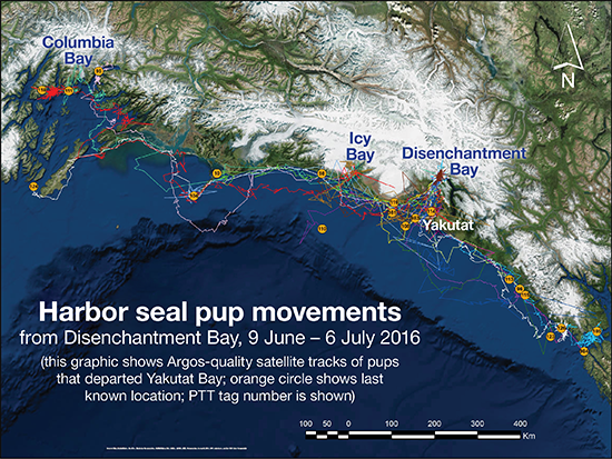 Map of harbor seal movement