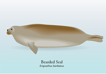 ice-associated seals: Bearded