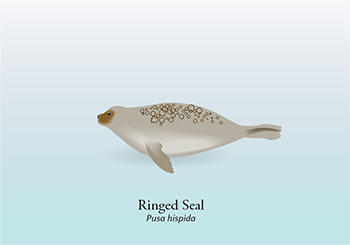 ice-associated seals: Ringed