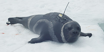 photo of adult male ribbon seal