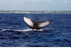 figure 43b, humpback whale