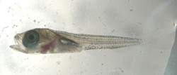 Pelagic juvenile Pacific cod