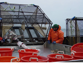 Peter Munro inspecting the Pacific cod dump.
              Photo by Sandi Neidetcher