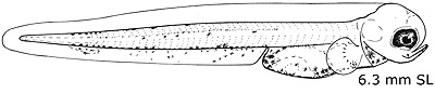 larval Alaska plaice illustration