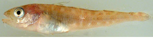 juvenile Pacific cod