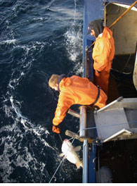 Pacific cod being gaffed aboard