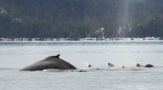 humpack whale, sea lions, herring