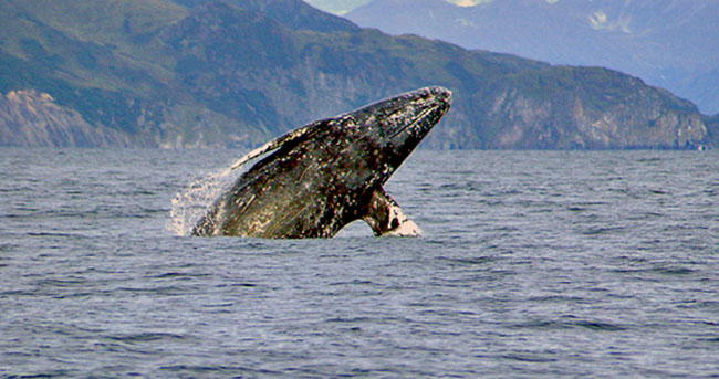 Gray whale breeching