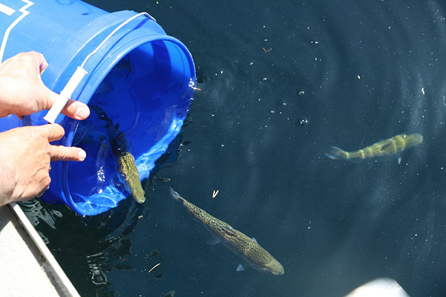 Tagged salmon released