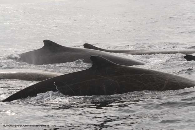 Baird?s beaked whales in the Gulf of Alaska. Photo credit Ernesto Vasquez.