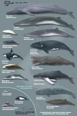 Cetacean Infographic teaser image link