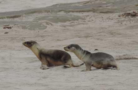 fat and skinny sea lion pups