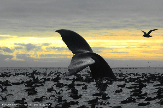 Humpback whale. Photo credit Brenda Rone.