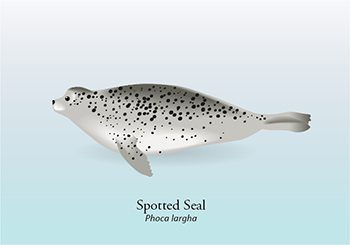 ice-associated seals: Spotted