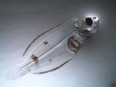 larval northern rock sole