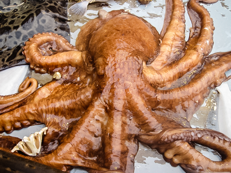 A giant Pacific octopus caught as bycatch in a commercial cod pot