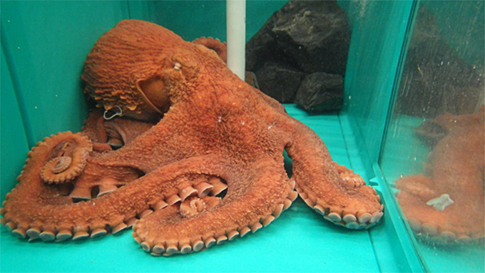 An octopus under observation after being captured as bycatch.