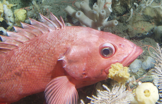 Shortraker rockfish