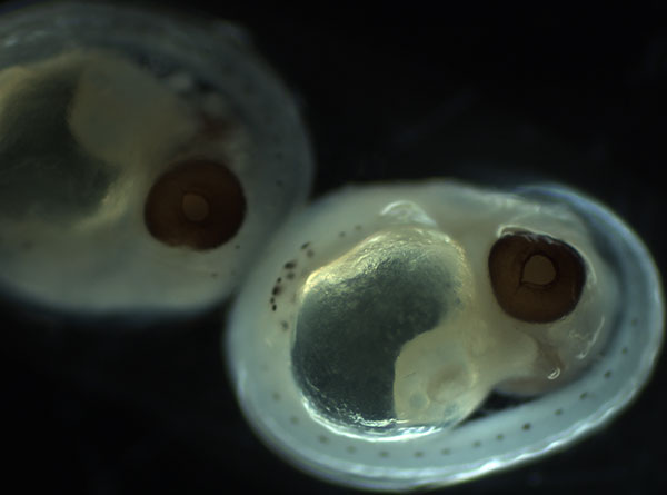 Rockfish embryos