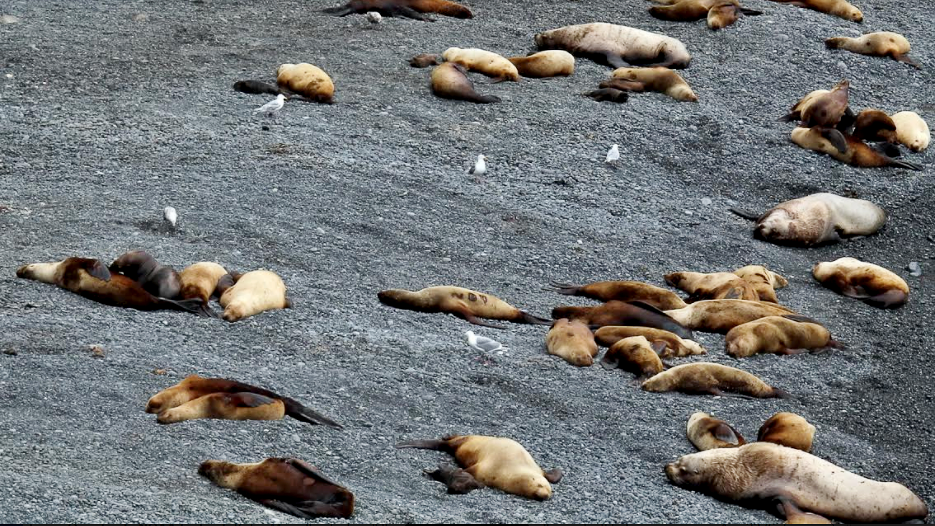 Steller sea lions on beach