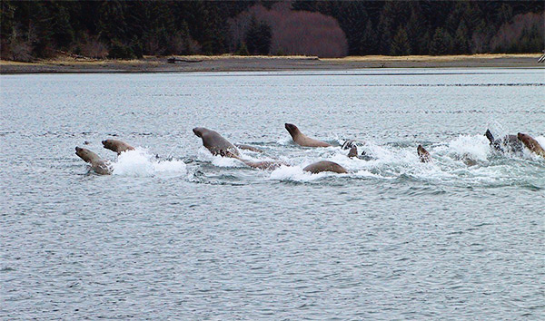 Steller sea lions on a cooperative foraging excursion