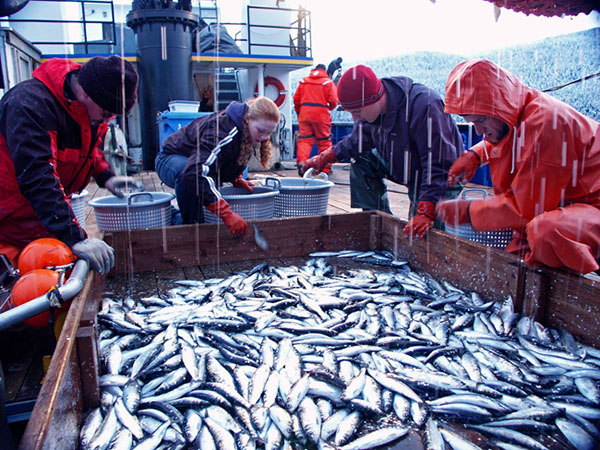 Scientists sort and count forage fish that are prey for Steller sea lions