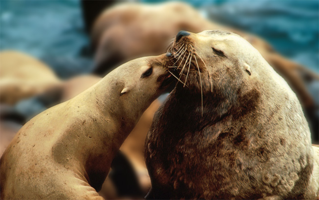 Female and male Steller sea lions