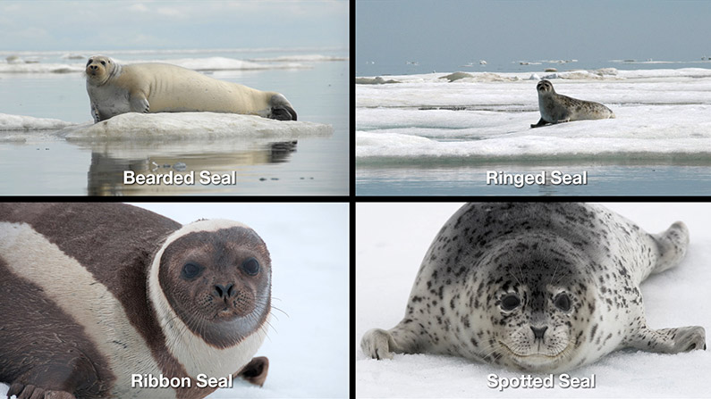 ice seals