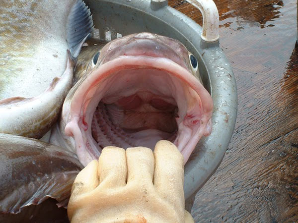 looking inside a cod's mouth