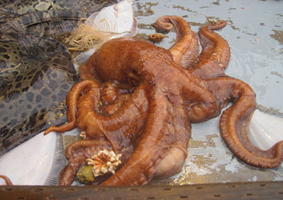 octopus, see caption