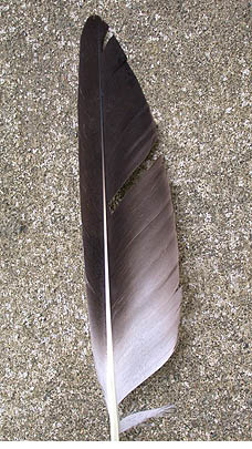 photo of a Laysan Albatross flight feather