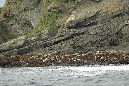 photo of harbor seals