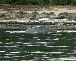 gray whale markings, see caption