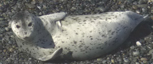 Figure 1, young harbor seal
