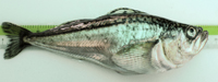 adult Pacific sandfish