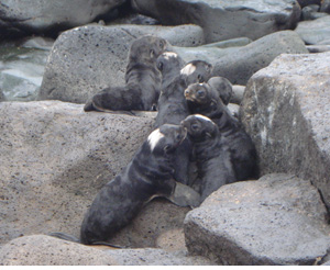 northern fur seal pups on St. Paul Island