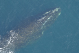right whale, see caption