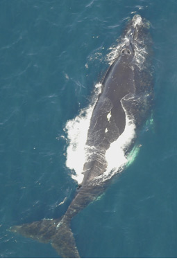 right whale, see caption