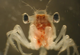 Megalops crab larva.