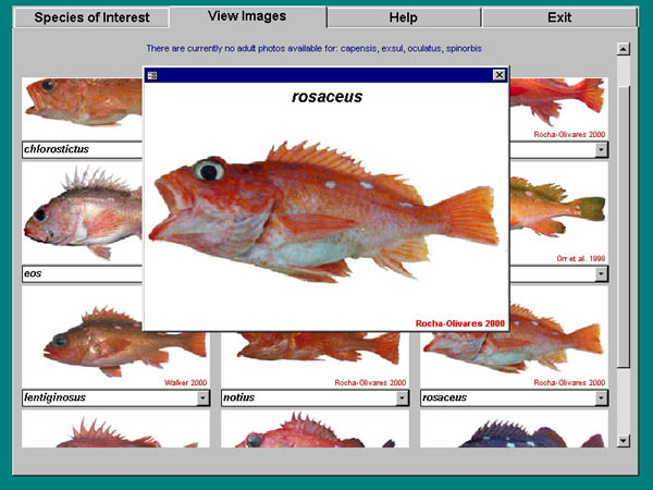 screen shot of compare images section of rockfish database