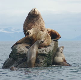 photo of steller sea lions