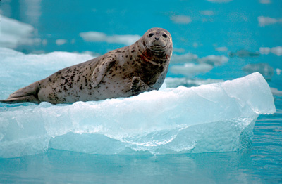 photo of seal on ice.