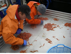sorting shrimp
