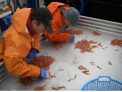 sorting shrimp